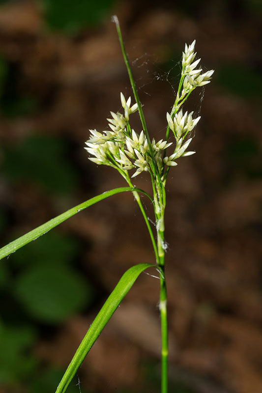 Luzula sp- (Juncaceae)